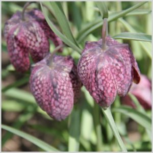Color Rut - Garden/Flower Inspiration