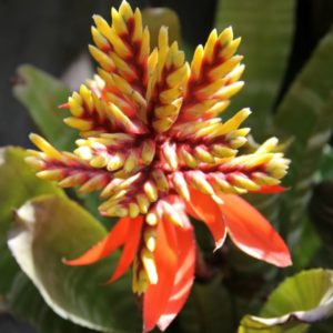 Color Rut - Flower Inspiration